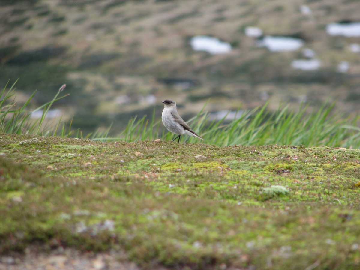 Dormilon bistré - ML645226278