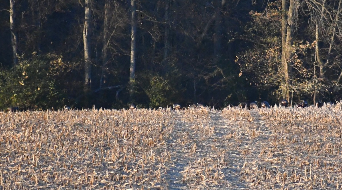 Wild Turkey - ML645226280