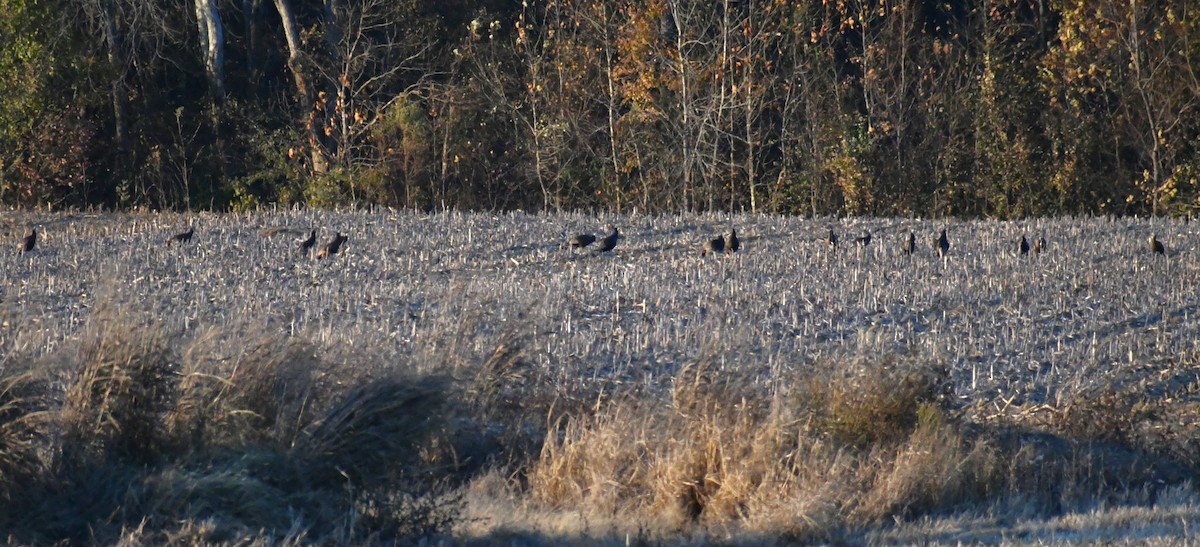 Wild Turkey - ML645226281