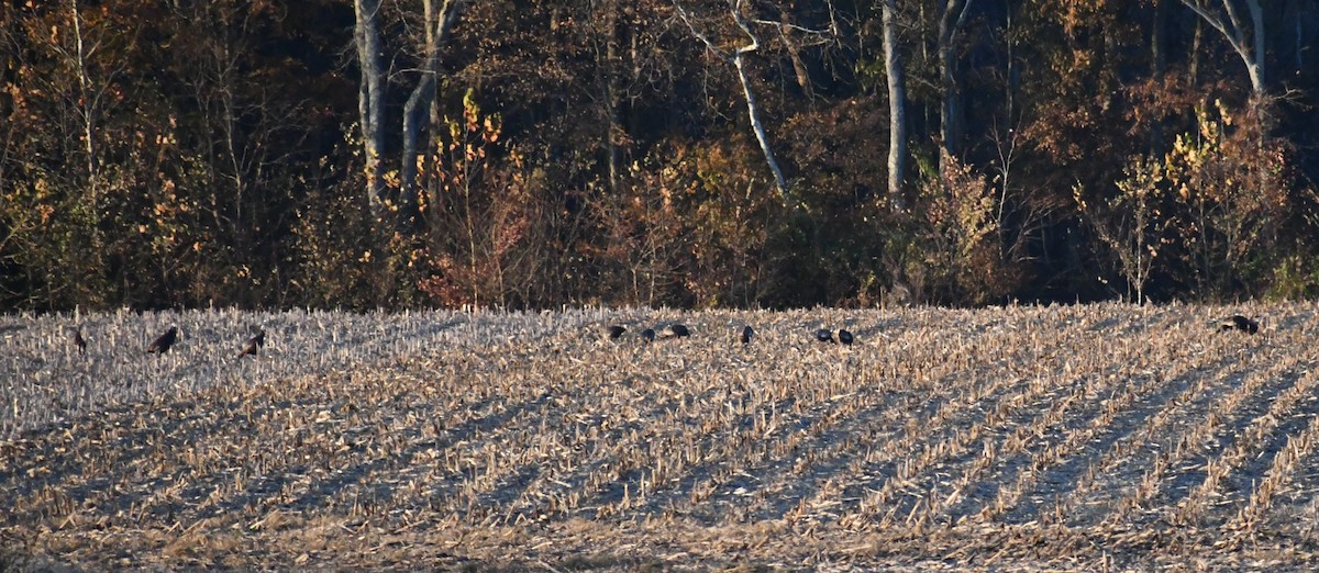 Wild Turkey - ML645226282