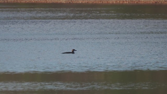 Common Loon - ML645226285