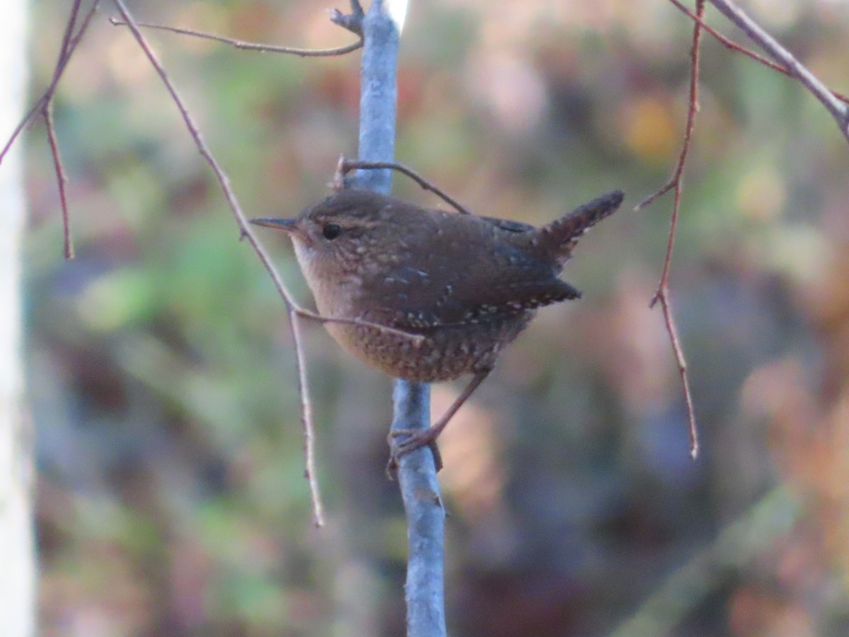 střízlík kanadský - ML645226292