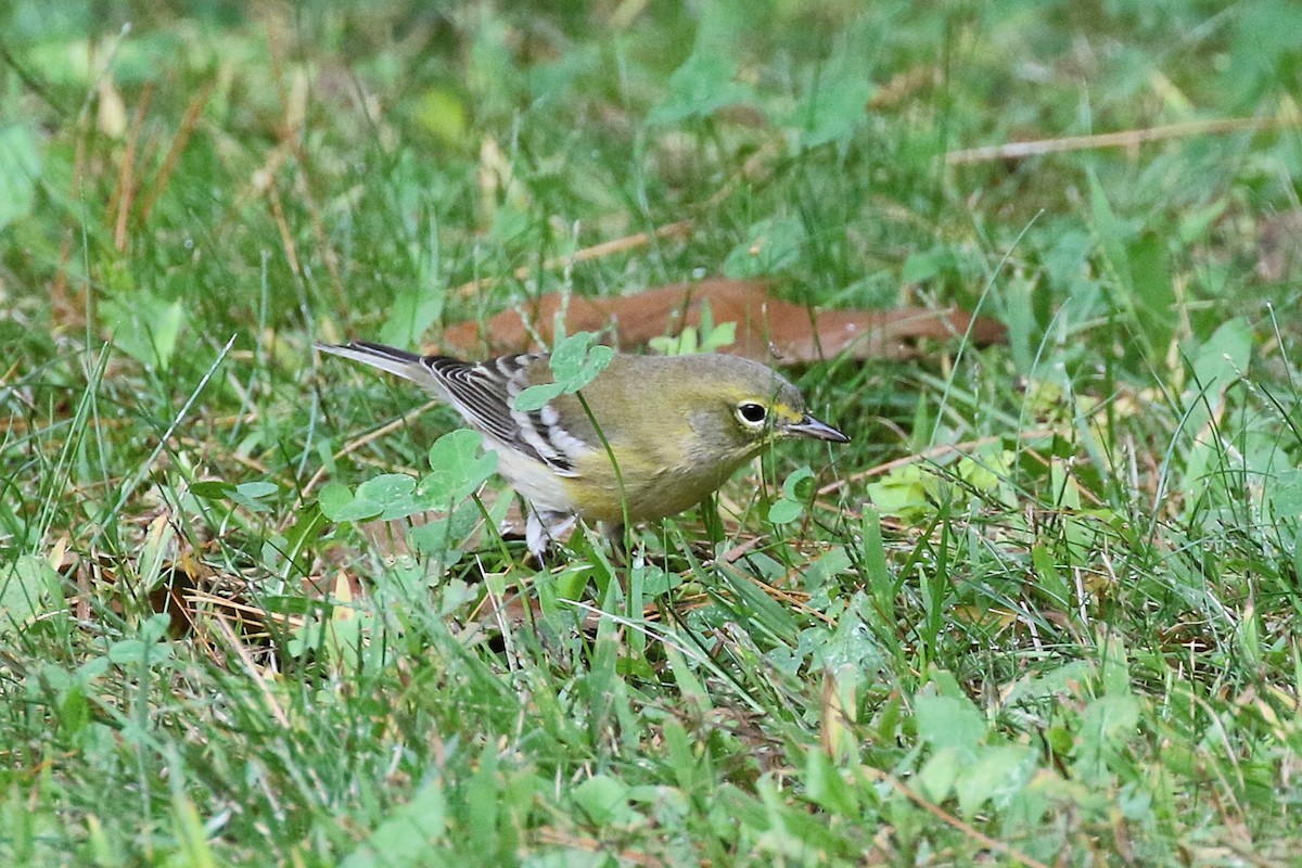 Kiefernwaldsänger - ML645226315