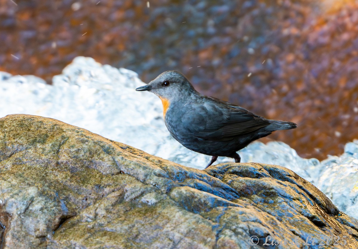 Rufous-throated Dipper - ML645226348