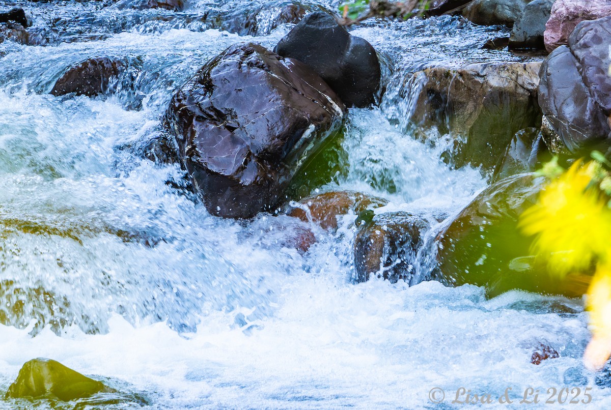 Rufous-throated Dipper - ML645226349