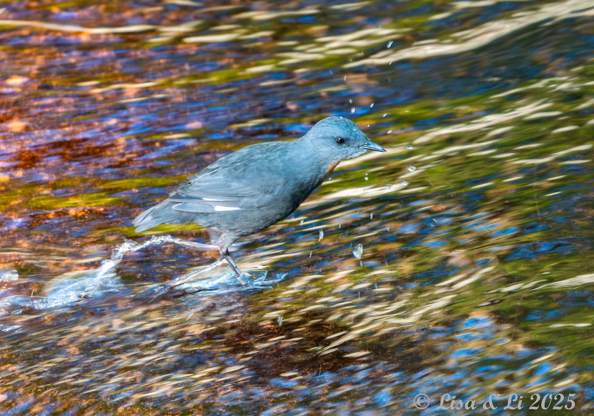 Rufous-throated Dipper - ML645226350