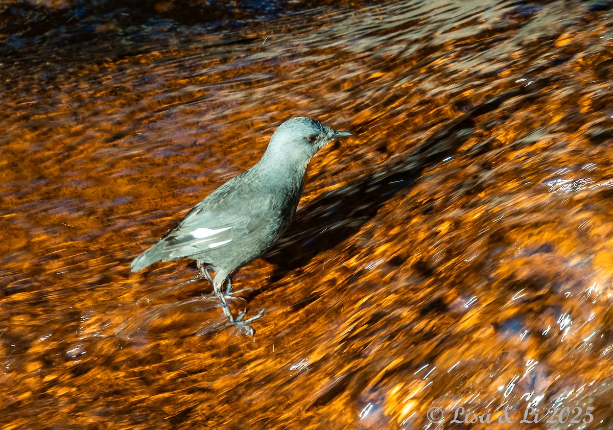 Rufous-throated Dipper - ML645226351