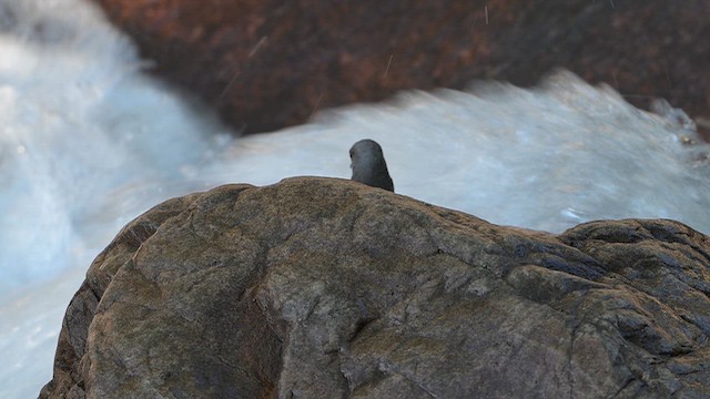 Rufous-throated Dipper - ML645226358
