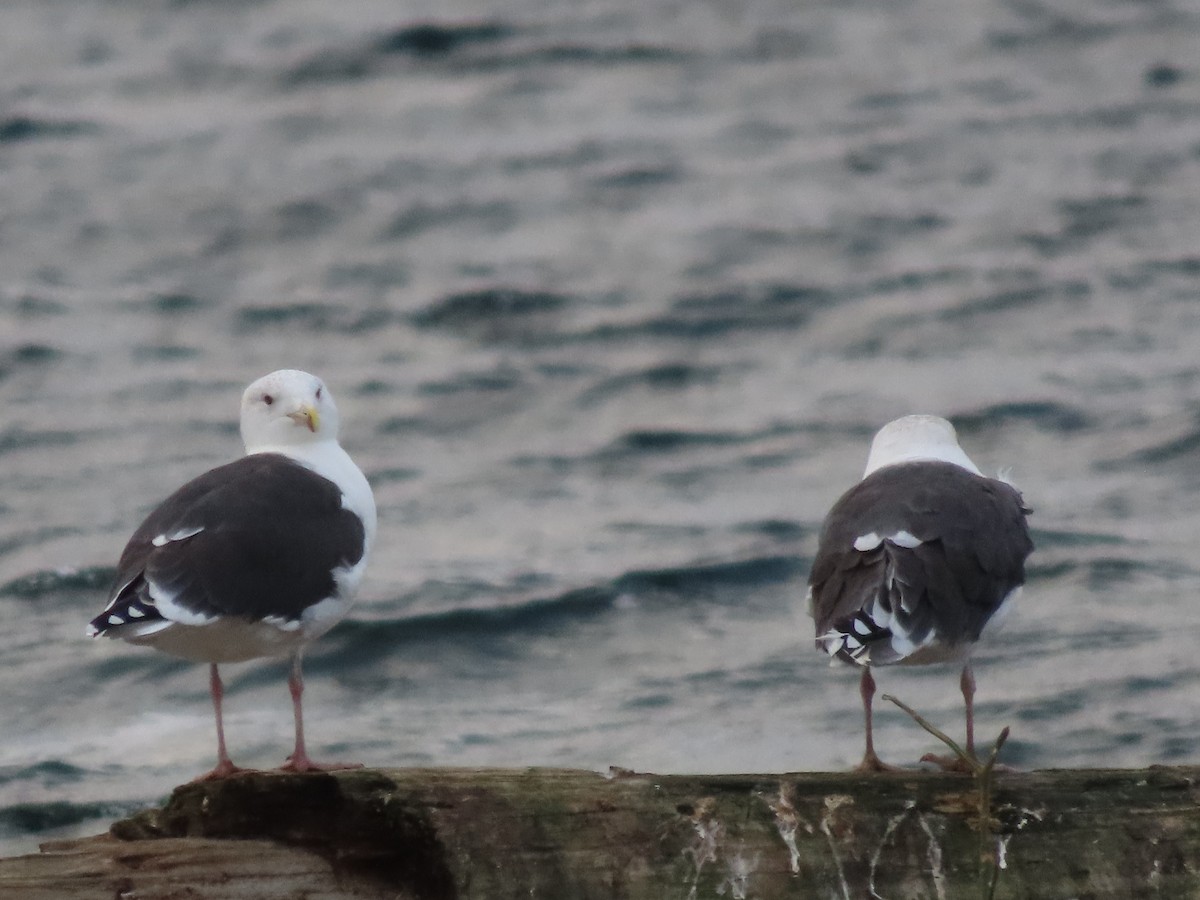 Büyük Kara Sırtlı Martı - ML645226360