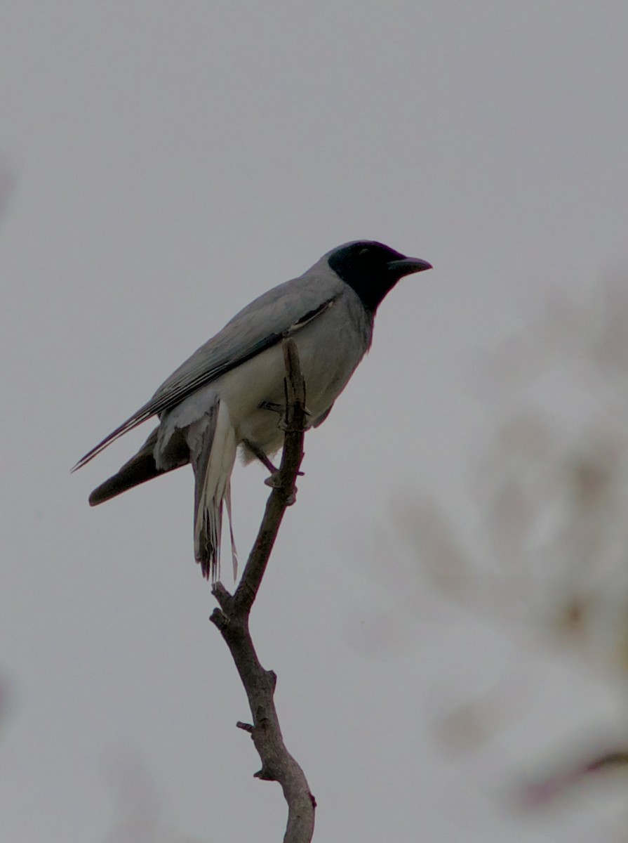 Black-faced Cuckooshrike - ML645226365