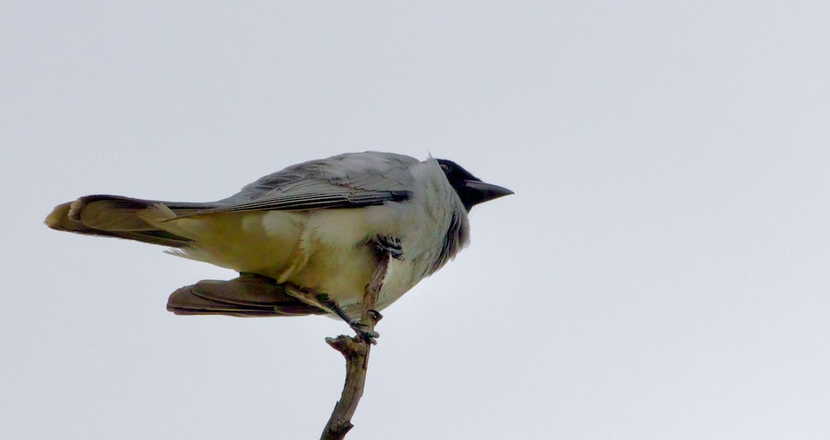 Black-faced Cuckooshrike - ML645226366