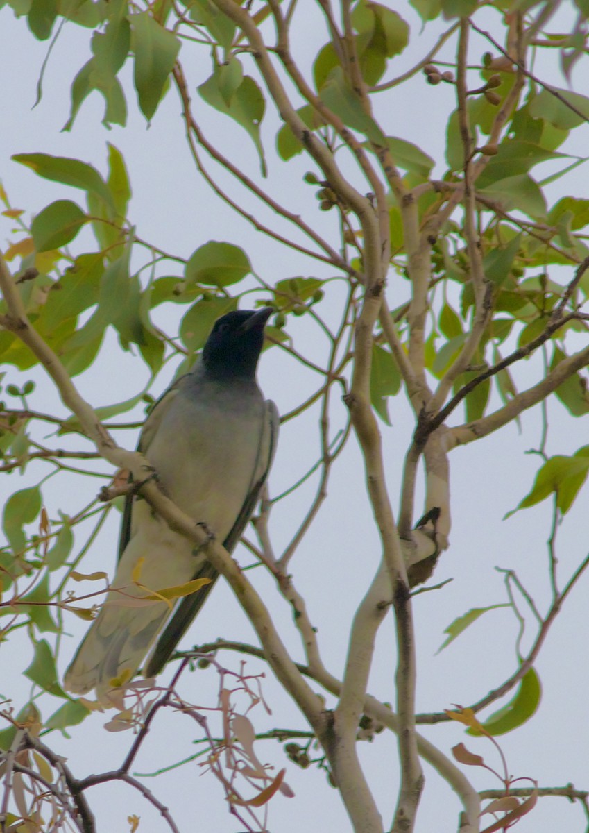 Black-faced Cuckooshrike - ML645226367