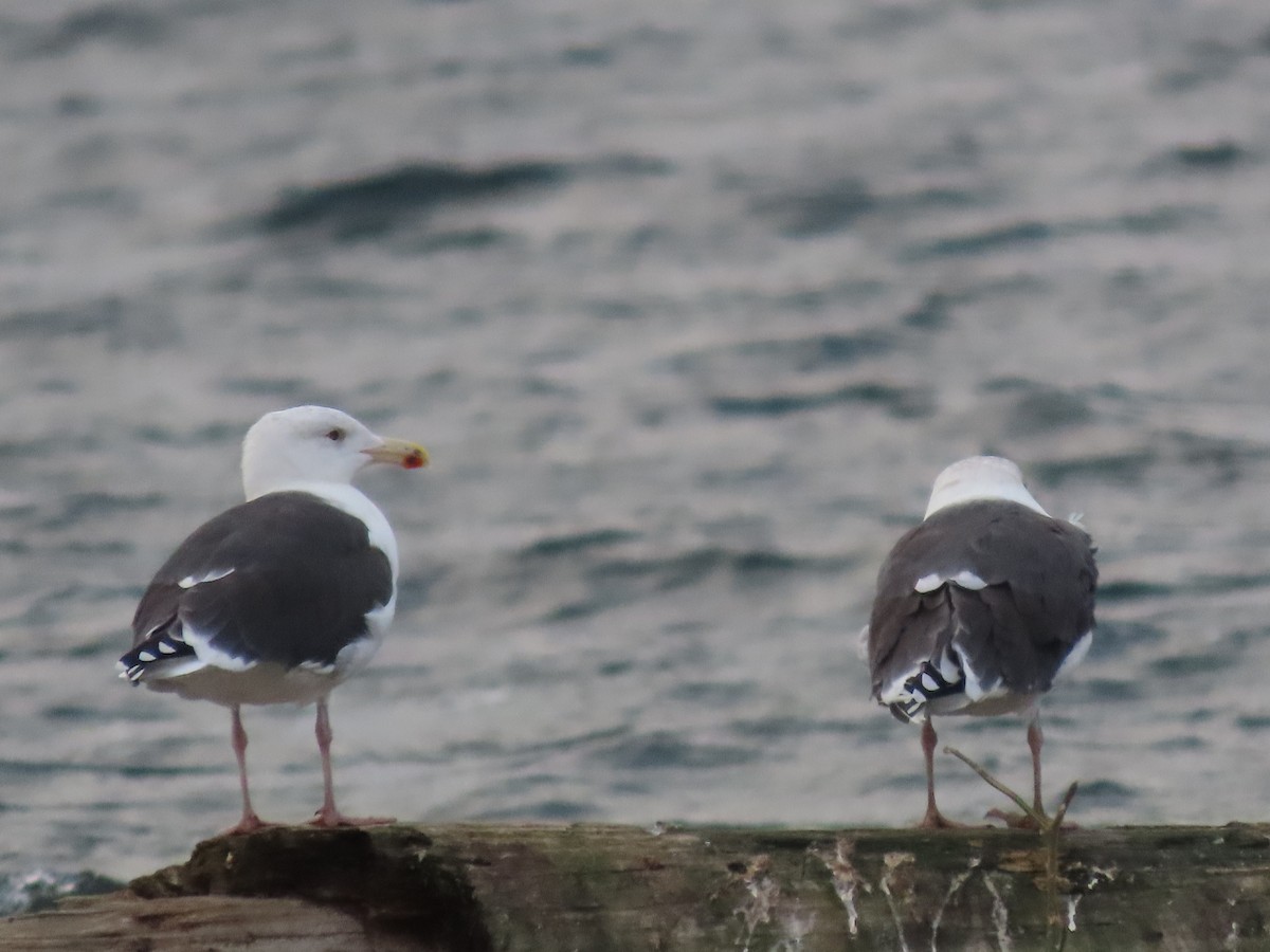 Büyük Kara Sırtlı Martı - ML645226376