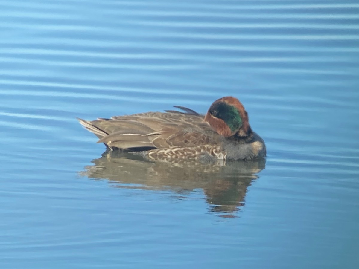 Green-winged Teal - ML645226382