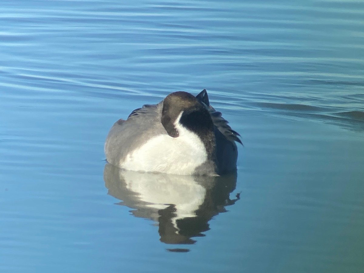 Northern Pintail - ML645226387