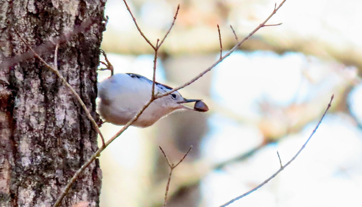 White-breasted Nuthatch - ML645226388