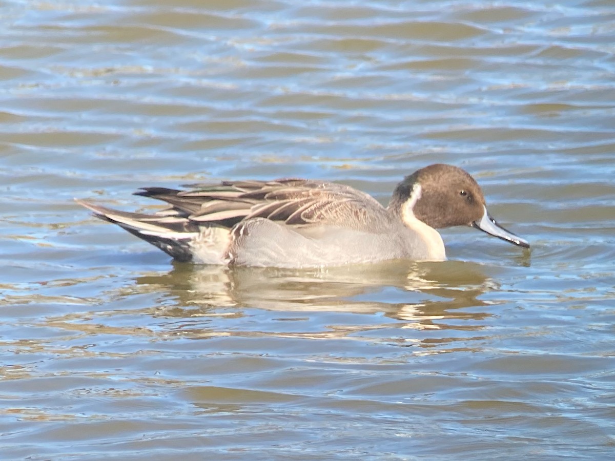 Northern Pintail - ML645226389