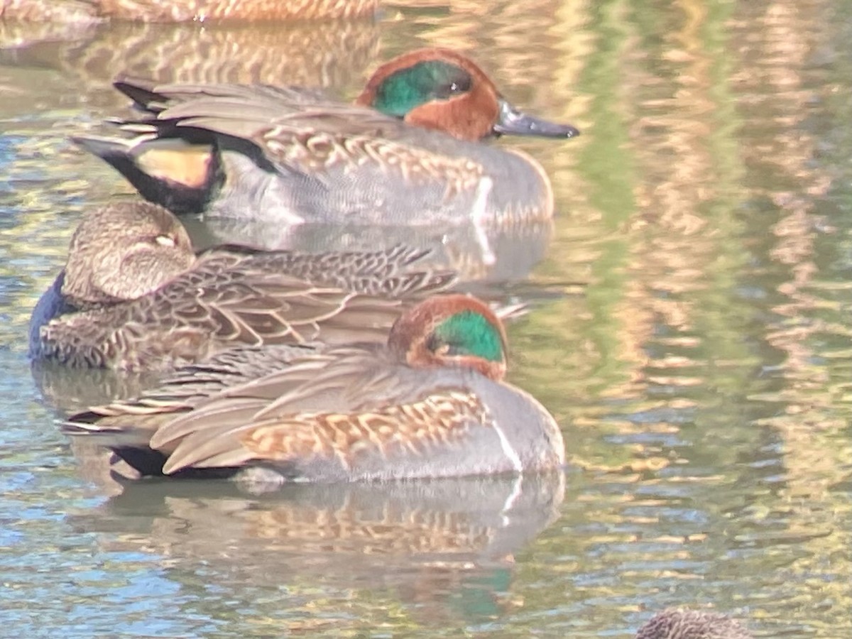 Green-winged Teal - ML645226391