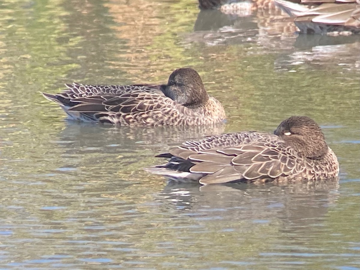 Green-winged Teal - ML645226392