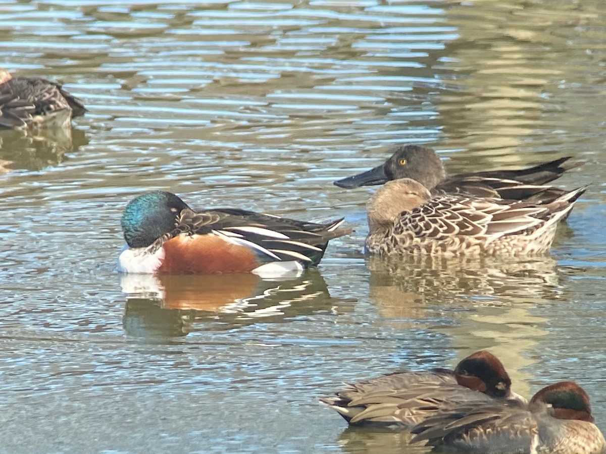Northern Shoveler - ML645226409