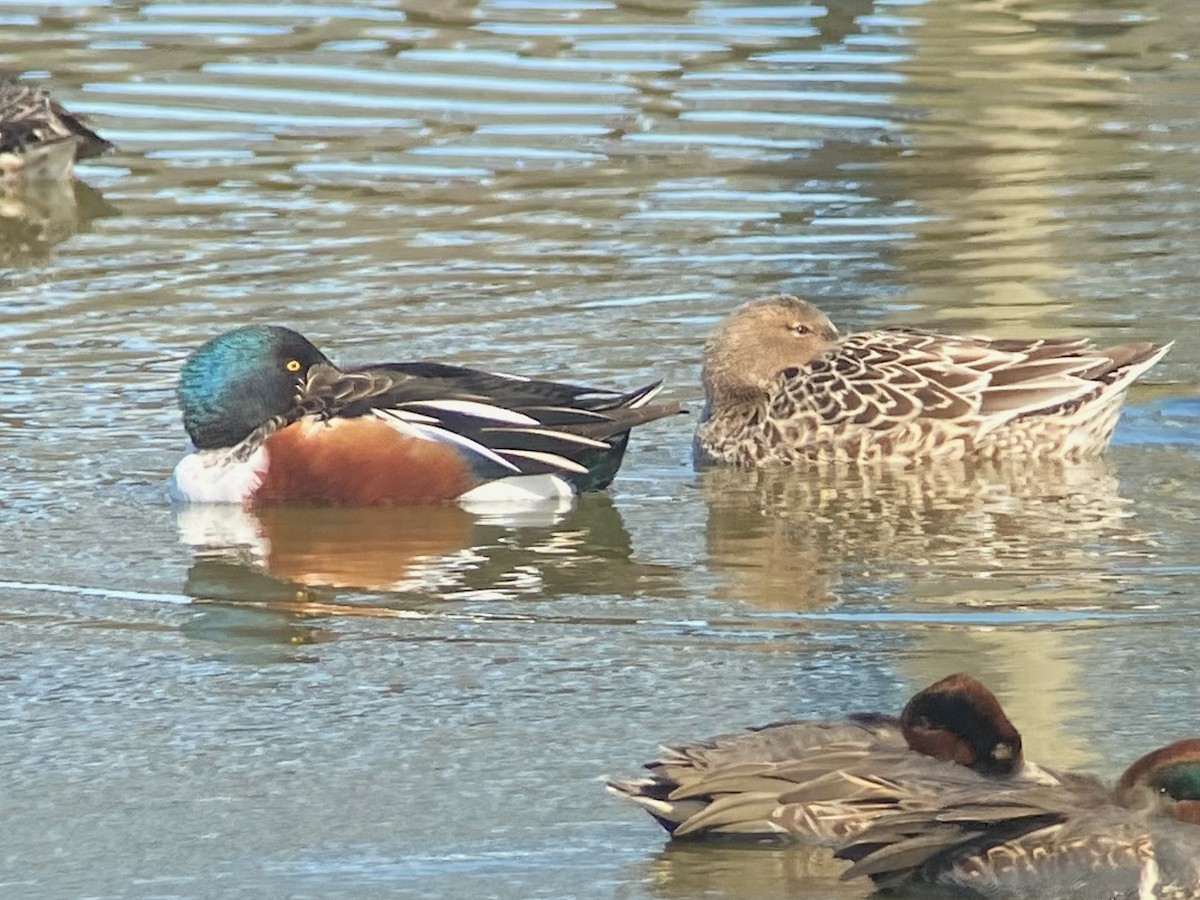 Northern Shoveler - ML645226410