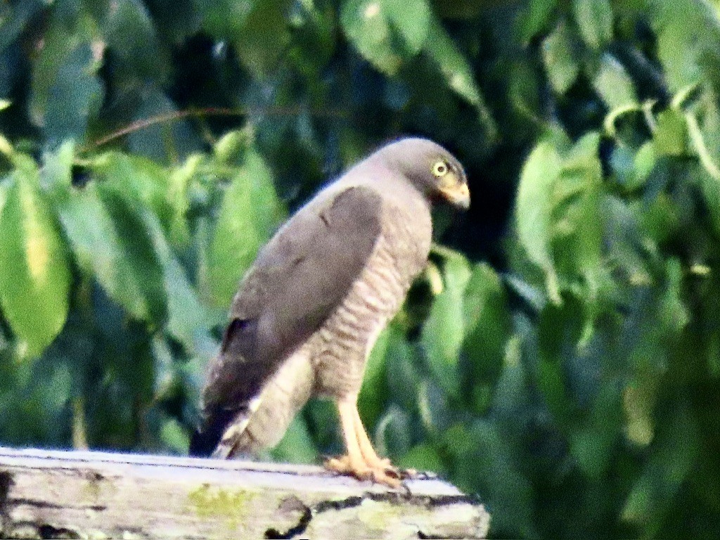 káně krahujová - ML645226411