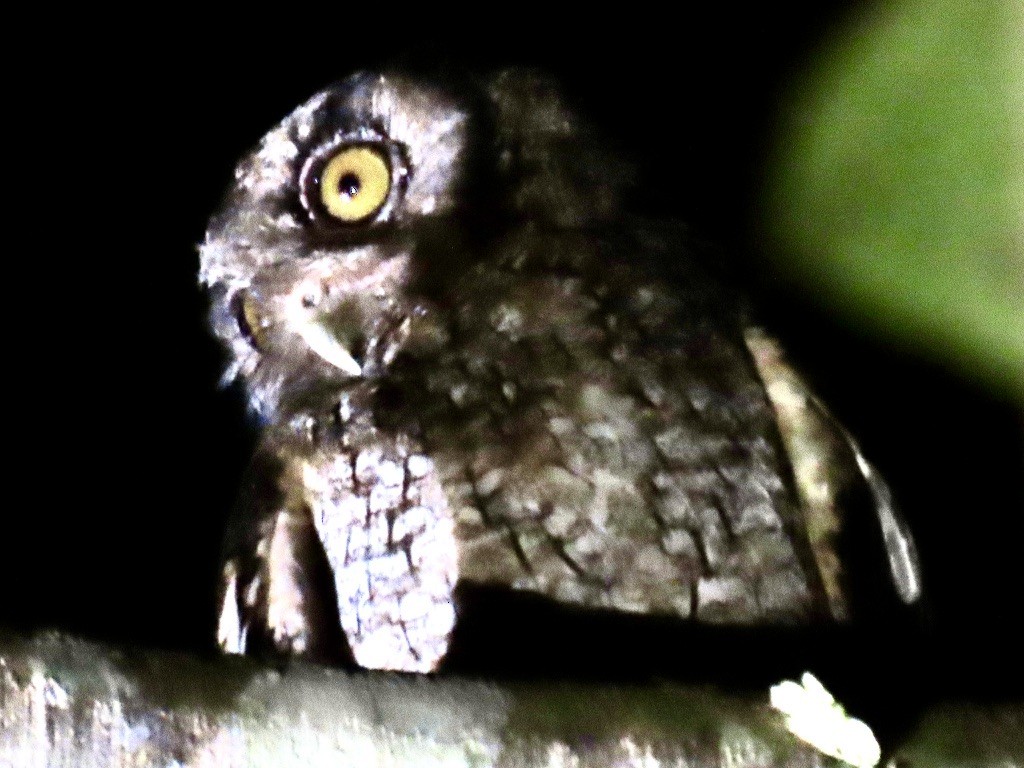 Сплюшка амазонійська - ML645226414