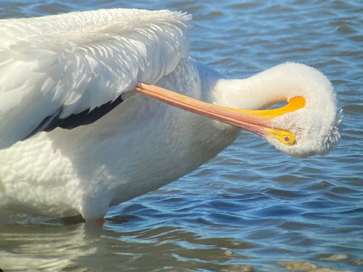 Amerika Pelikanı - ML645226415