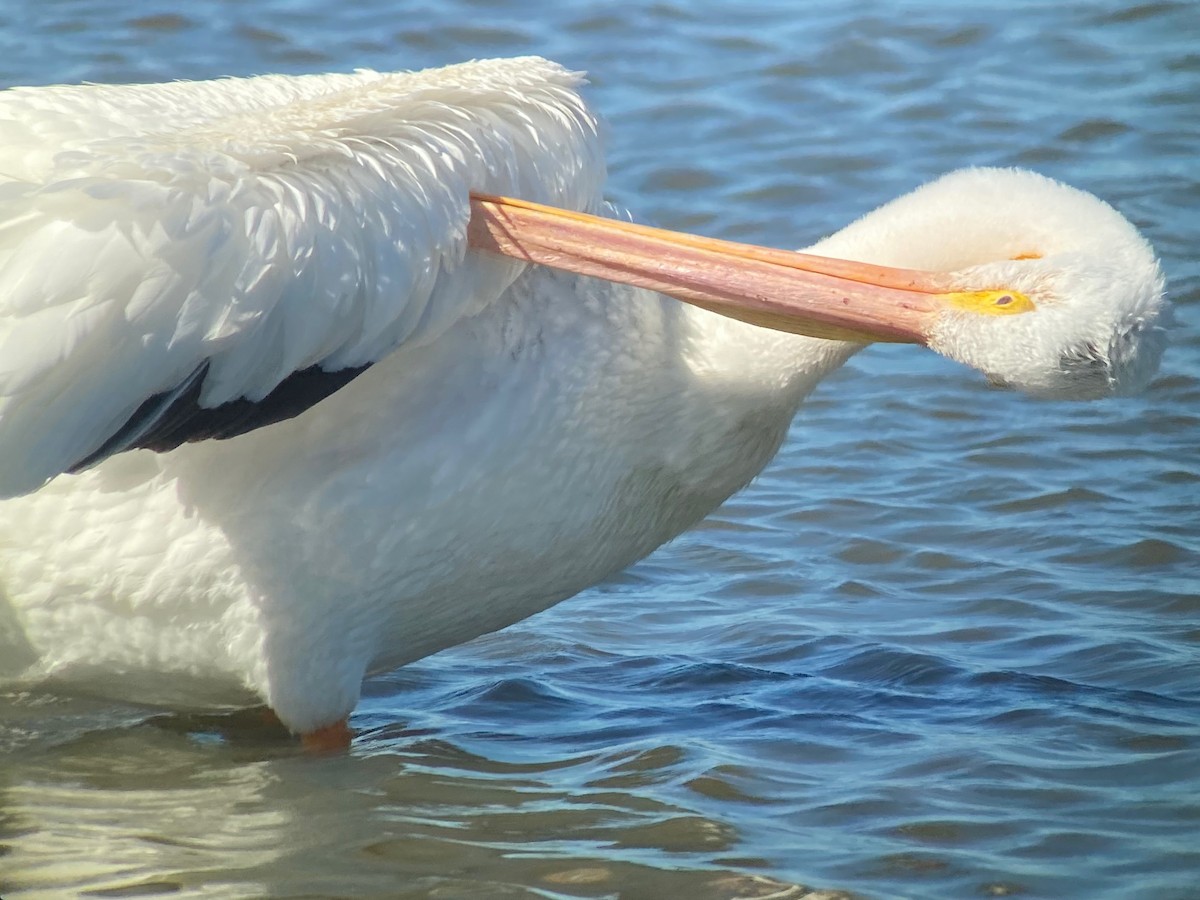 Amerika Pelikanı - ML645226416