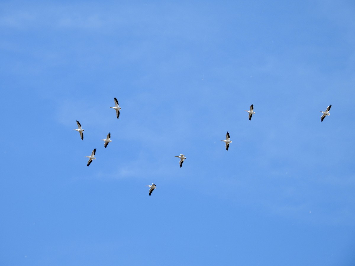 Amerika Pelikanı - ML645226417