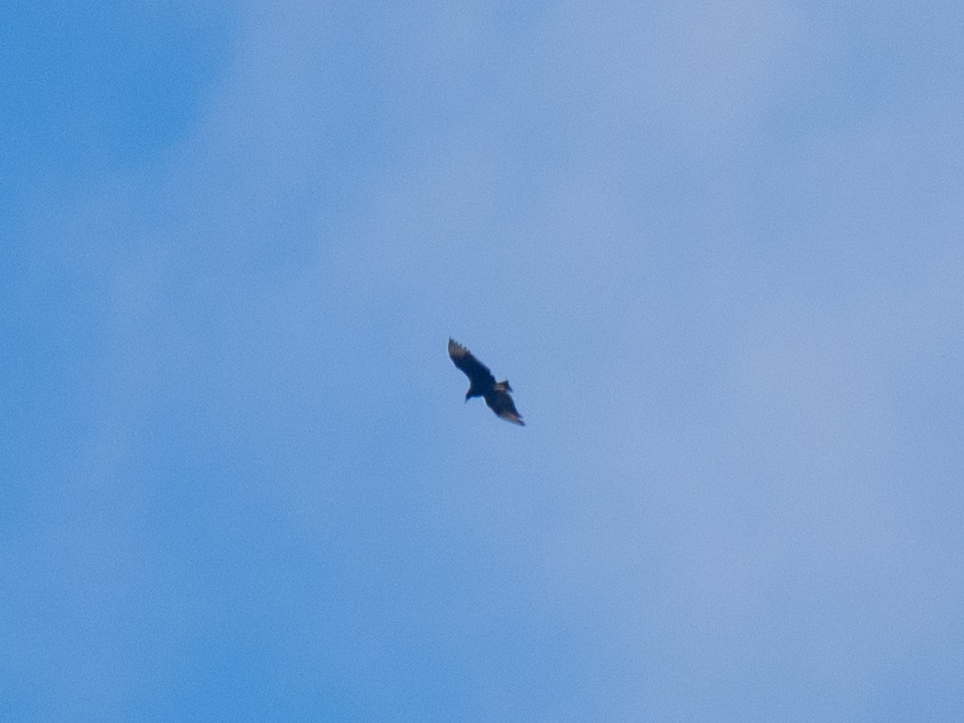 Чёрная катарта - ML645226419