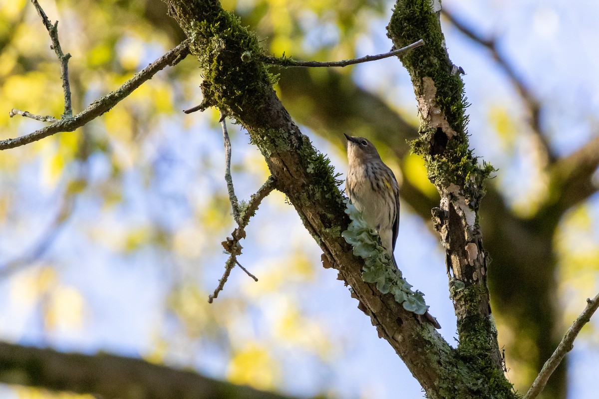 Yellow-rumped Warbler - ML645226426