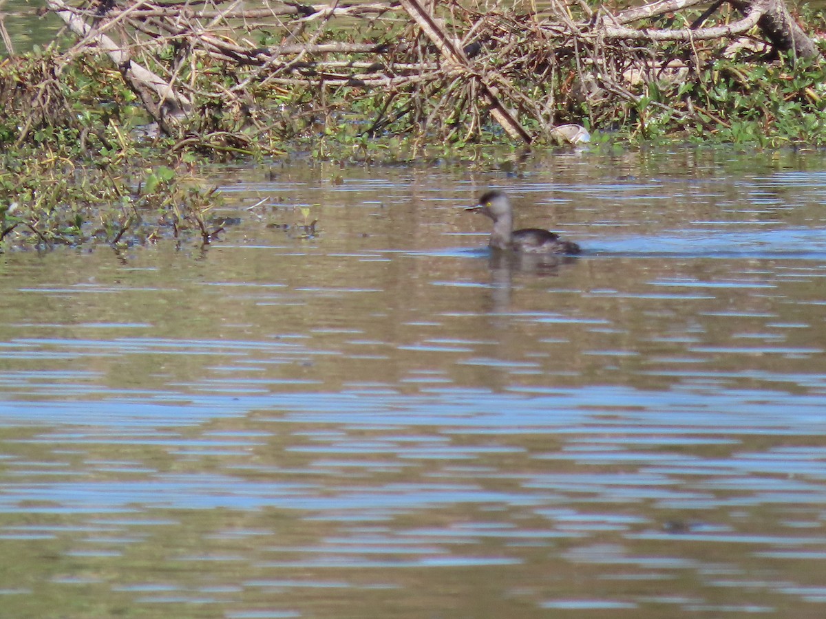 Amerika Küçük Batağanı - ML645226427