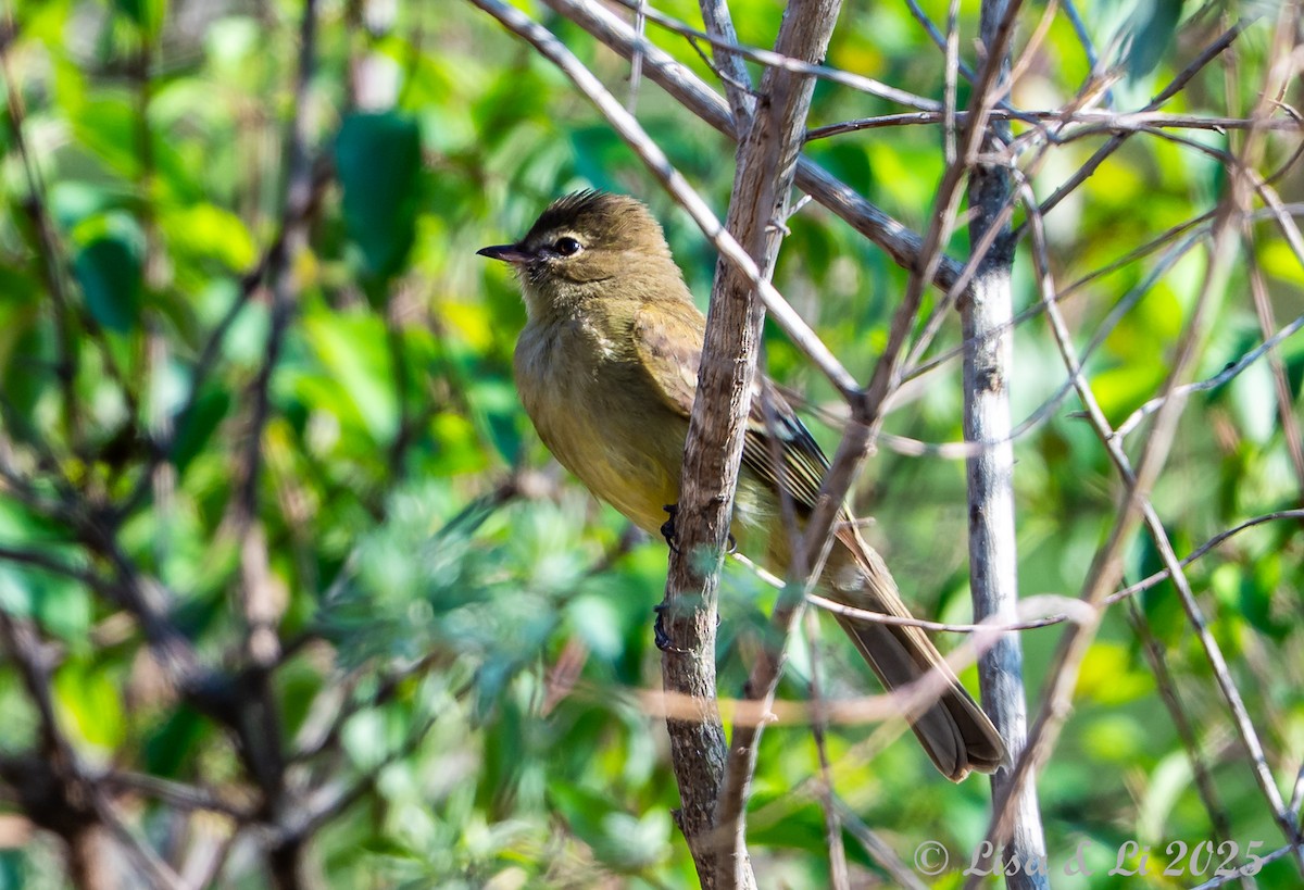 Highland Elaenia - ML645226430