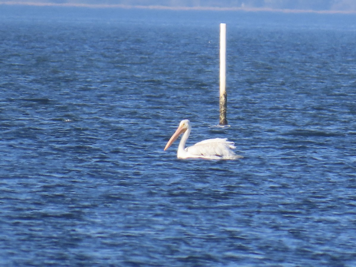 Amerika Pelikanı - ML645226433