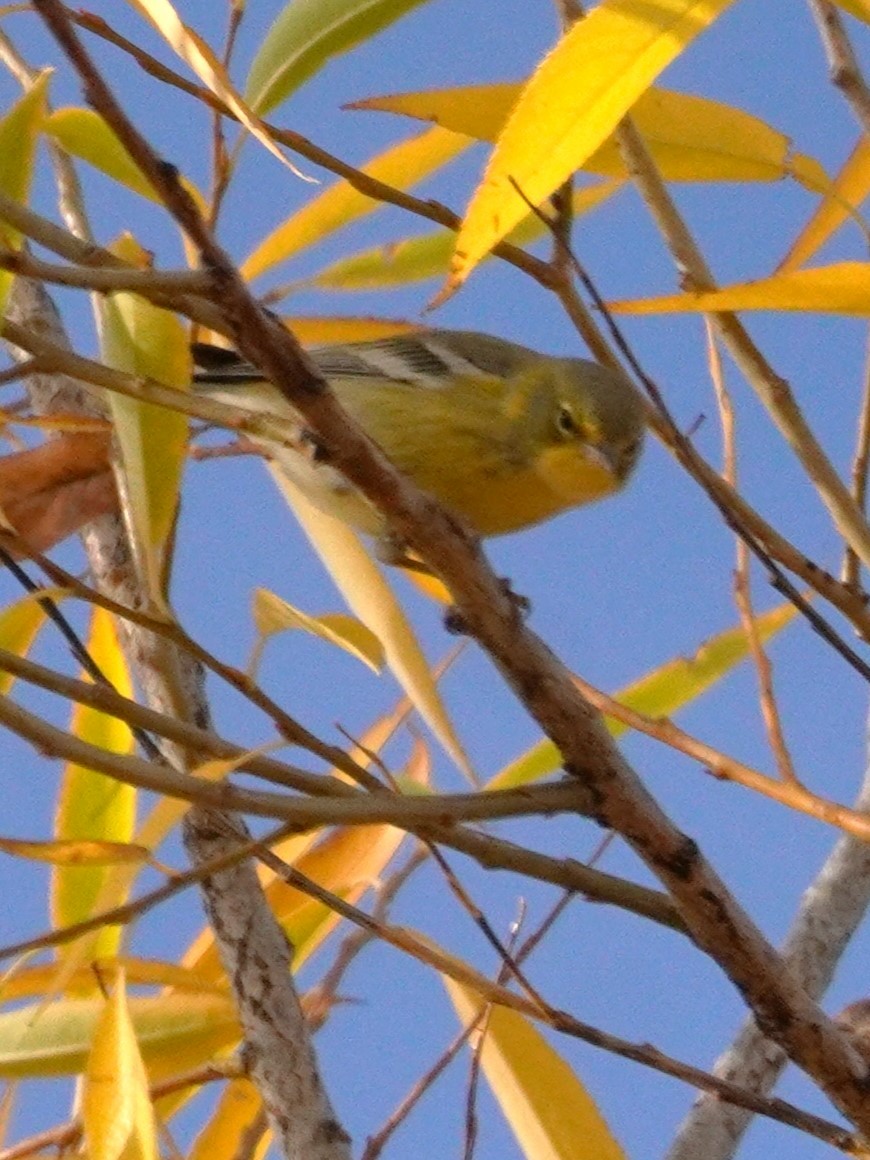 Kiefernwaldsänger - ML645226435