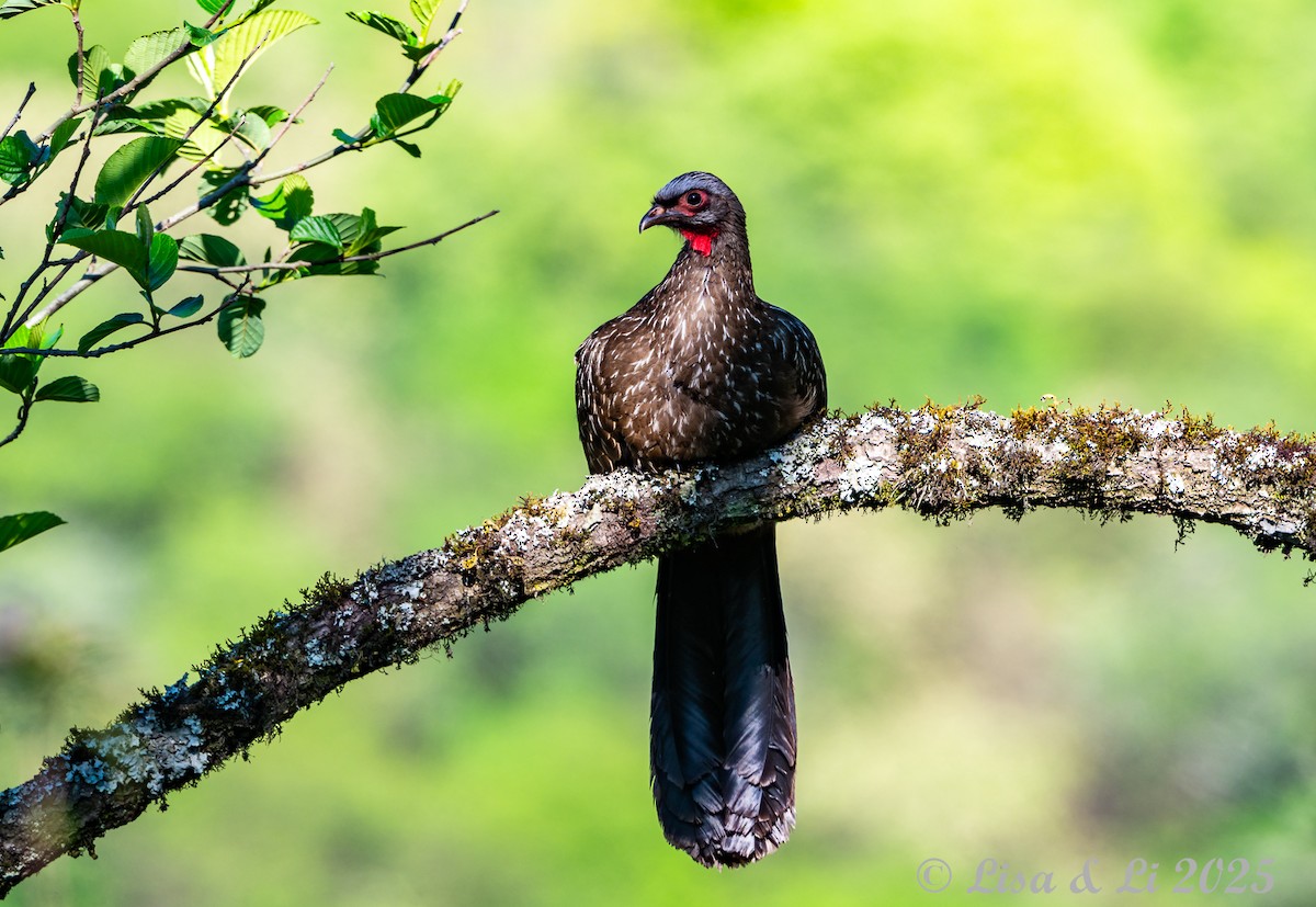 Краснолицая пенелопа - ML645226441