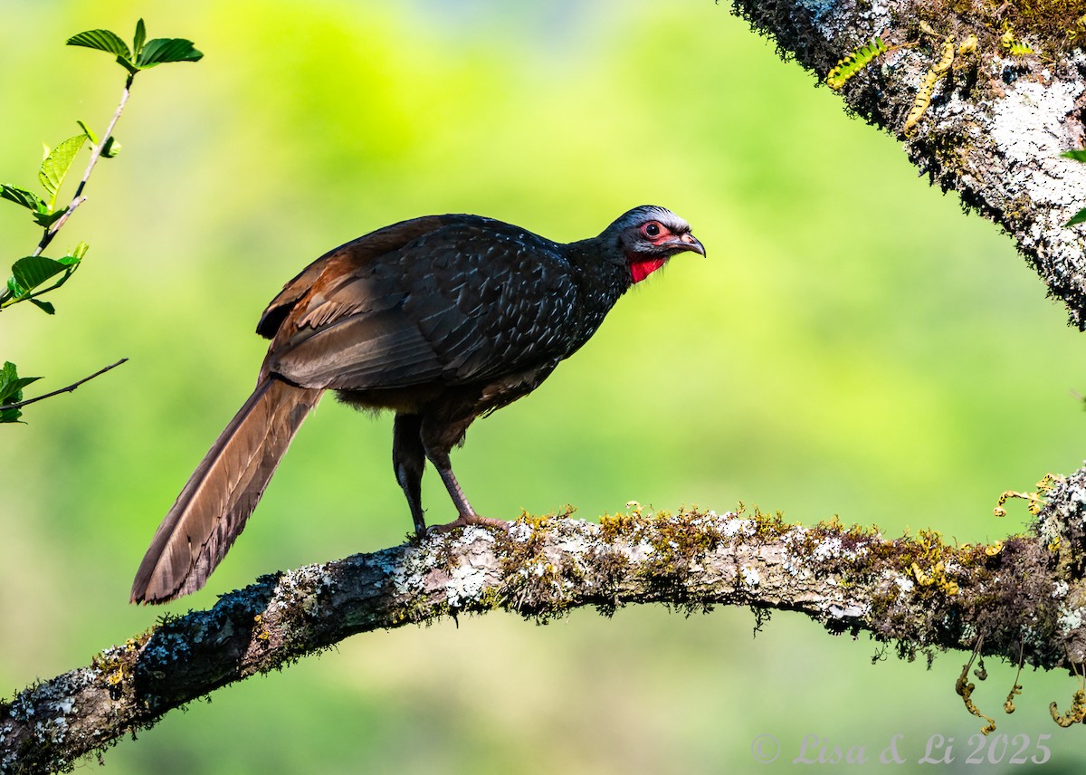 Краснолицая пенелопа - ML645226442