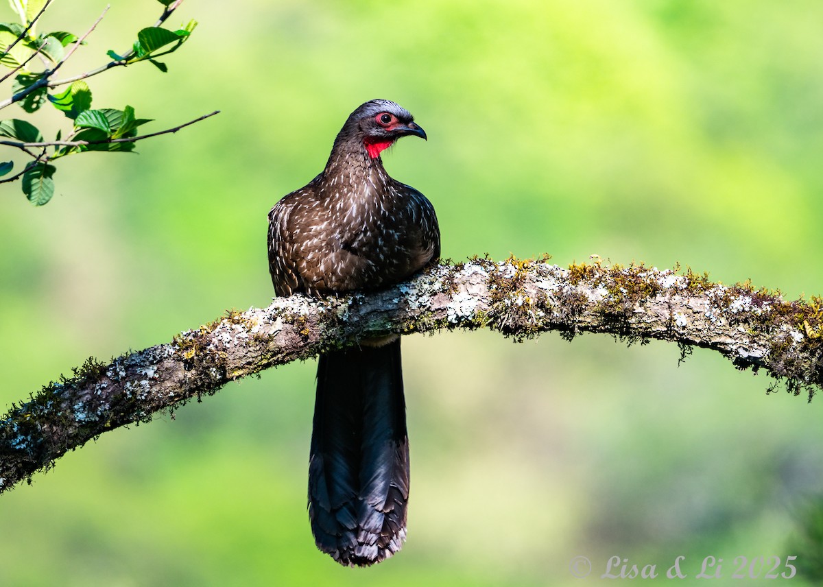 Краснолицая пенелопа - ML645226443