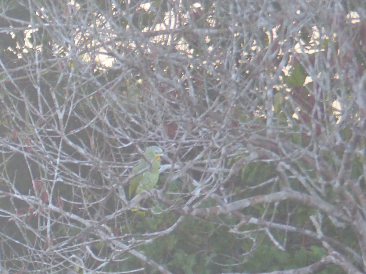 Yellow-crowned Amazon - ML645226460
