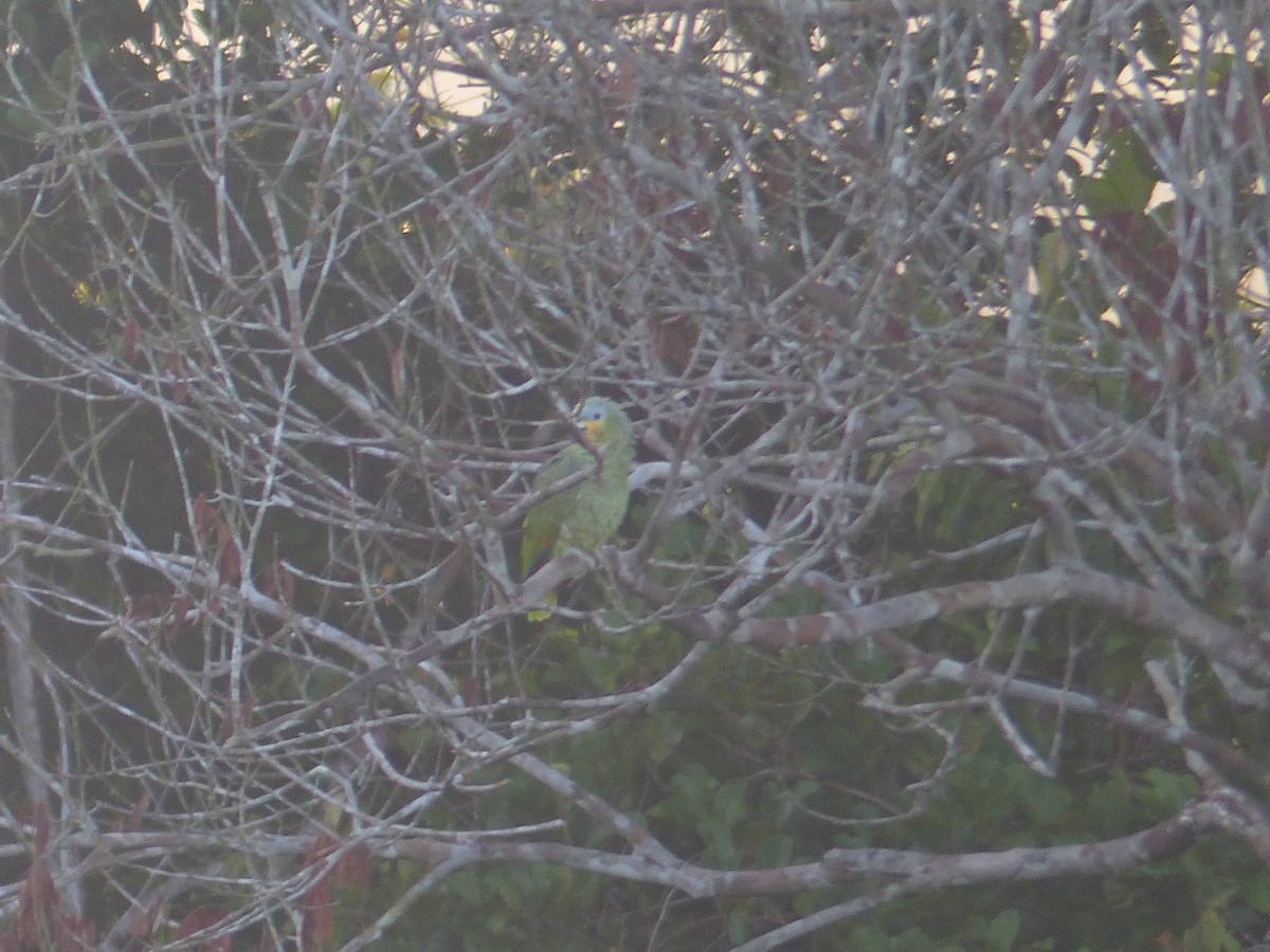 Yellow-crowned Amazon - ML645226461