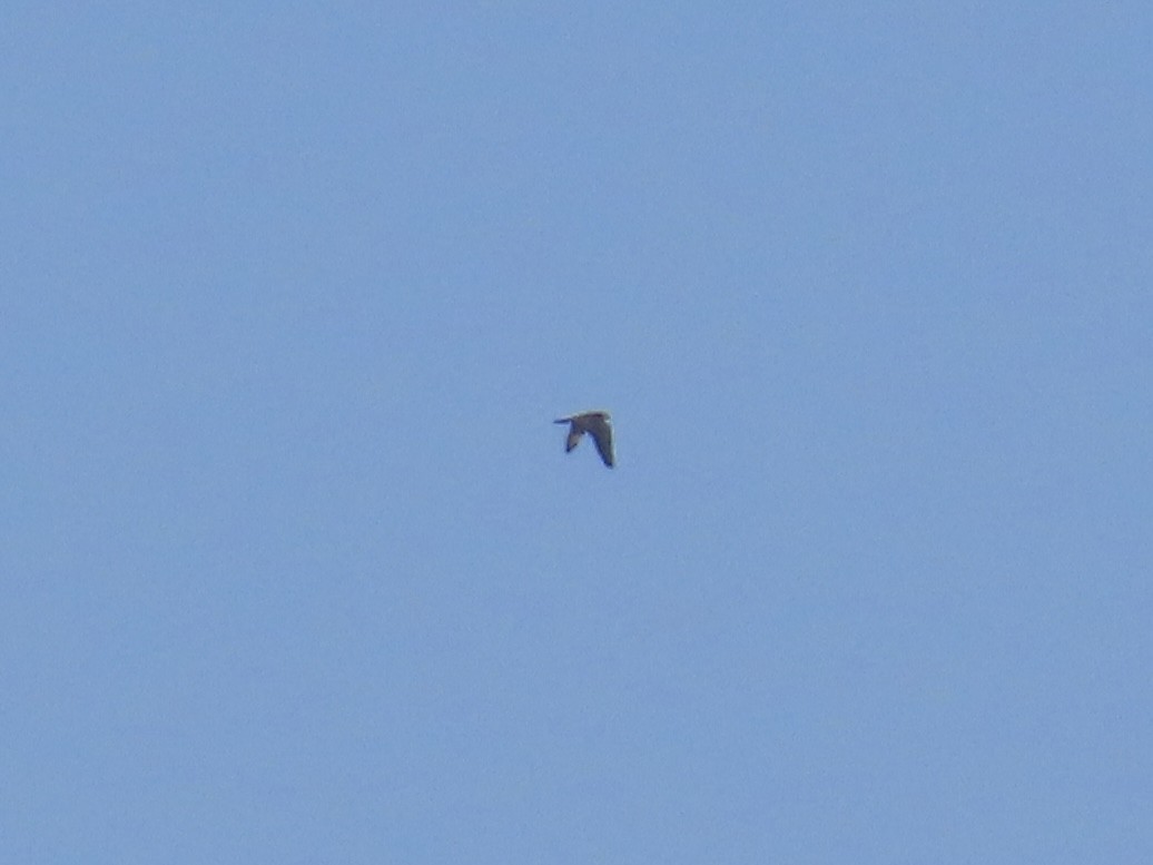 Peregrine Falcon - ML645226463