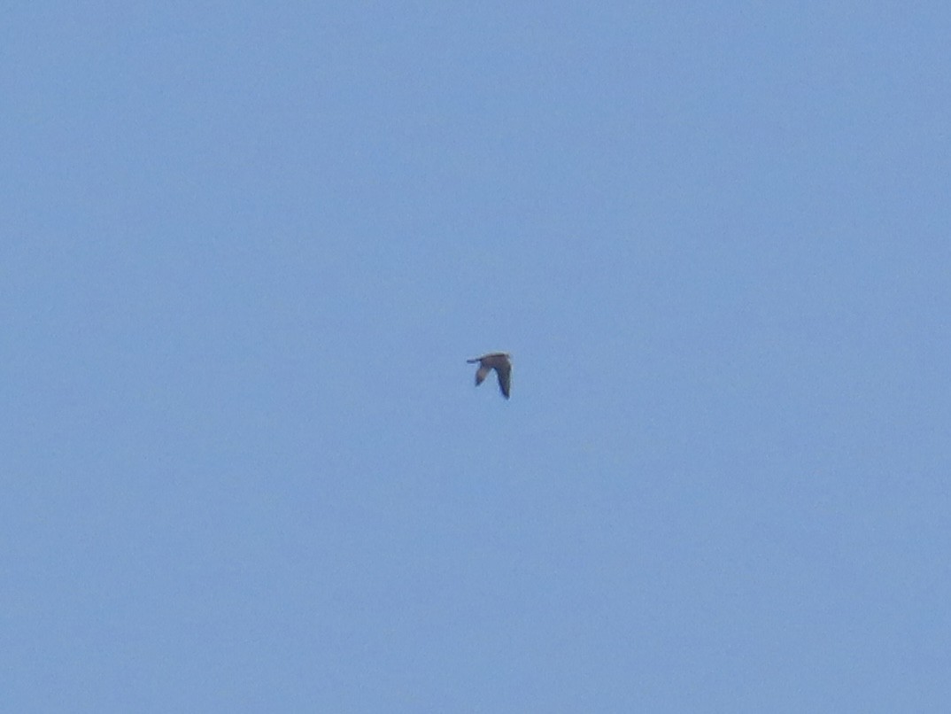 Peregrine Falcon - ML645226464