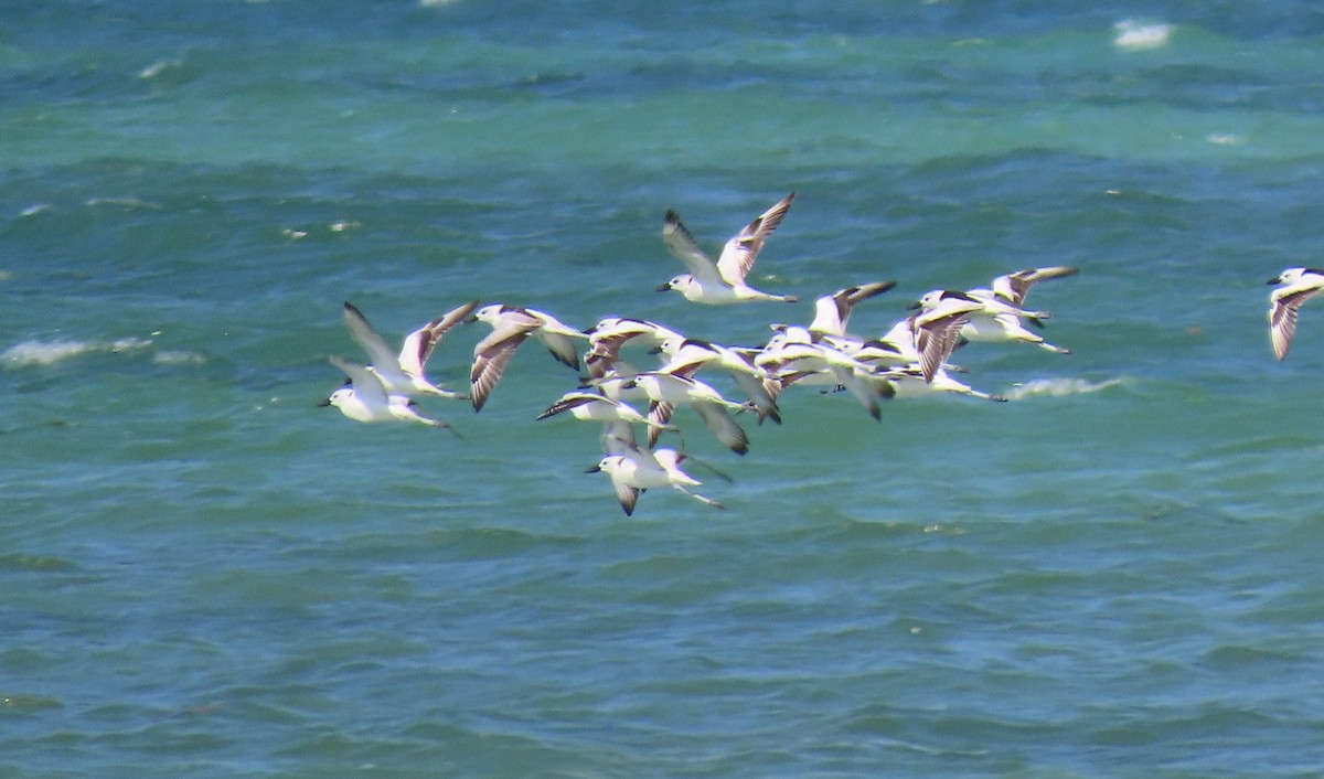 Crab-Plover - ML645226471