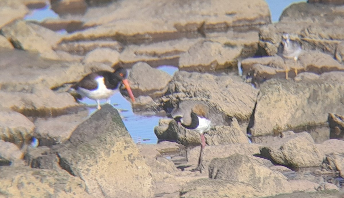 American Oystercatcher - ML645226472