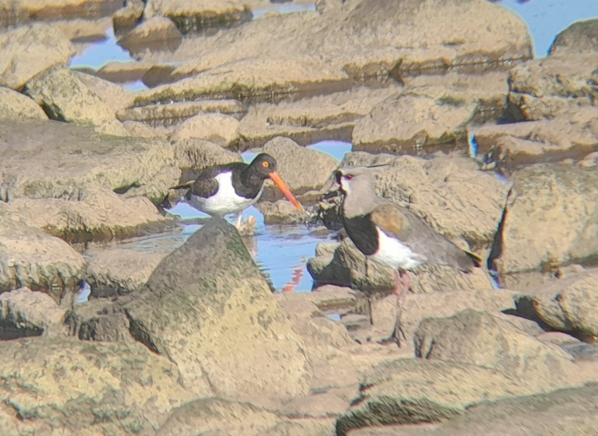 American Oystercatcher - ML645226473