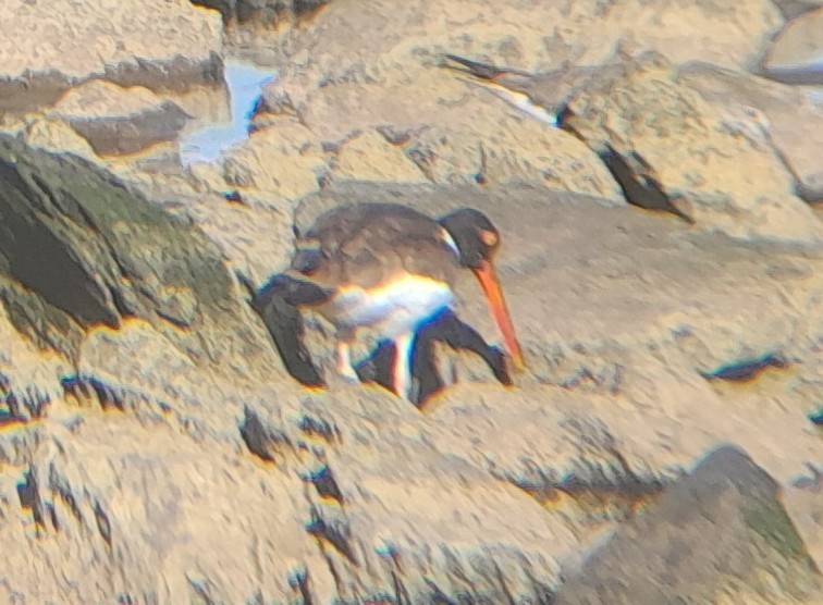 American Oystercatcher - ML645226474