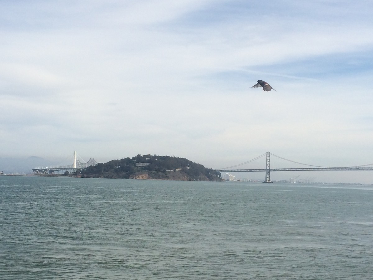 Tricolored Blackbird - ML645226475