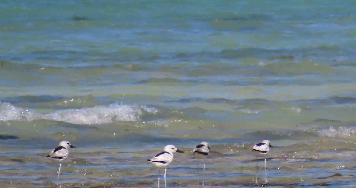 Crab-Plover - ML645226477