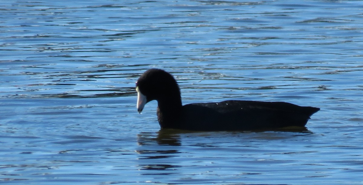 Foulque d'Amérique - ML645226478